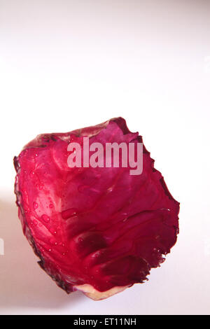 Pflanzliches; Pattagobi Kohl lila rötlich blau violett auf weißem Hintergrund Stockfoto