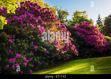 Rhododendren auf dem Bowood Anwesen in Wiltshire. Stockfoto