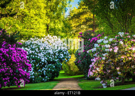 Rhododendren auf dem Bowood Anwesen in Wiltshire. Stockfoto