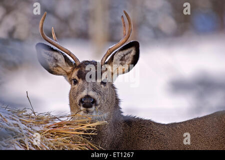 Mule Deer Buck im Winter, Fütterung von Heu-Ballen, Close-up Stockfoto