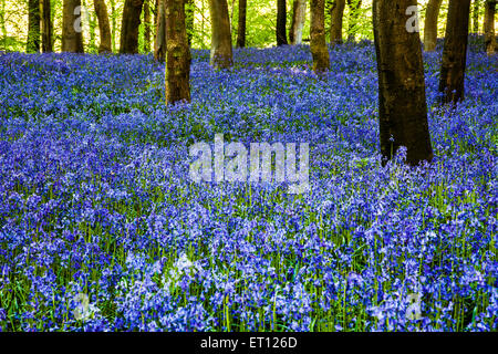 Glockenblumen in den Wäldern des Weingutes Bowood in Wiltshire. Stockfoto