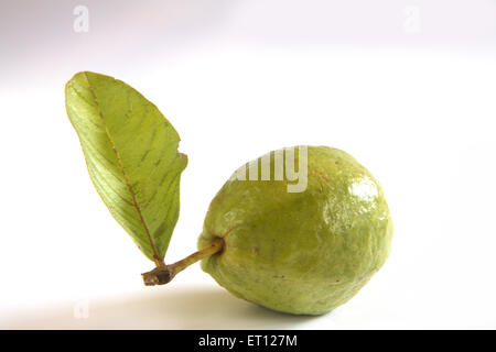 Guava Frucht, Psidium guajava, Früchte mit grünem Blatt auf weißem Hintergrund Stockfoto