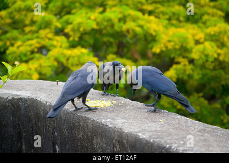 Krähen Essen Stockfoto