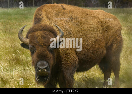 Amerikanische Bisons im Monarto Zoo, Adelaide, SA, Australien Stockfoto