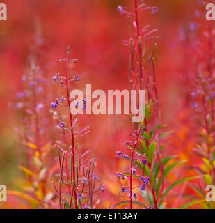 Ganz nah am Feuer-Weed, Chamerion Angustifolium im Herbst, fallen. Orange bis roten Farben. Stockfoto