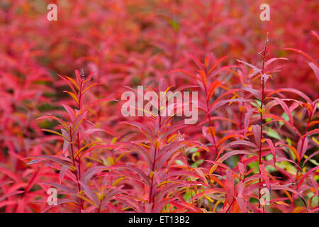 Ganz nah am Feuer-Weed, Chamerion Angustifolium im Herbst, fallen. Orange bis roten Farben. Stockfoto