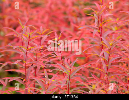 Ganz nah am Feuer-Weed, Chamerion Angustifolium im Herbst, fallen. Orange bis roten Farben. Stockfoto