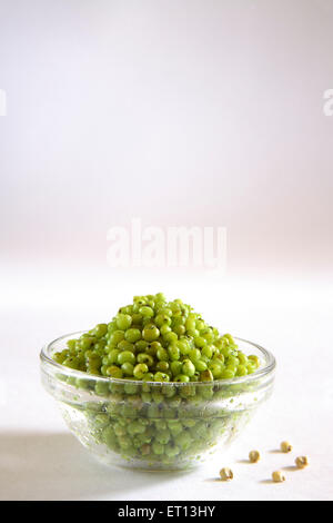 Ponk Snack, grüne zart Sorghum, gerösteten Jowar, Jwaarie, jawar, jola, Jondhalaa, Hirse, Glasschale, weißer Hintergrund, Indien Stockfoto