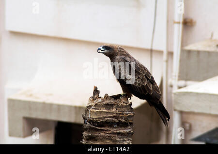 Schwarze Drachen Milvus migrans Stockfoto