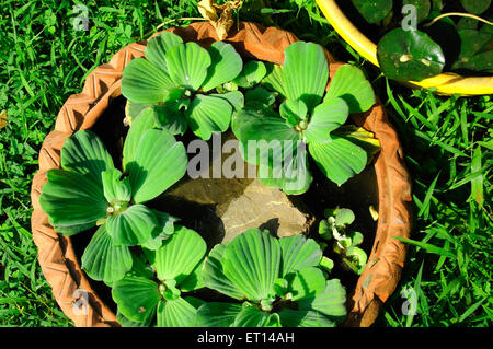 Pistia Wasser Salat Wasser Rose Wasser Kohl Stockfoto