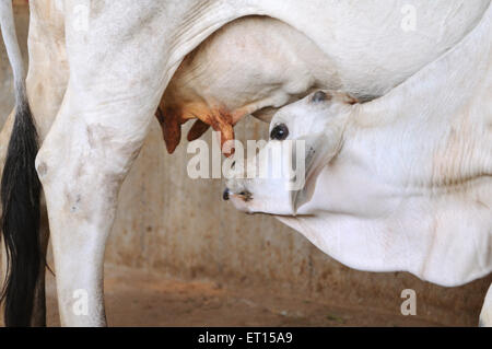 Kuh-Kalbsbaby, Kühe im Kuhstall, Bhuj, Kutch, Gujarat, Indien Stockfoto