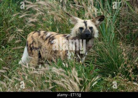 Entdeckt von Hyänen (Crocuta Crocuta) im Monarto Zoo, Adelaide, SA, Australien Stockfoto