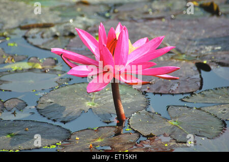 Lotus Stockfoto