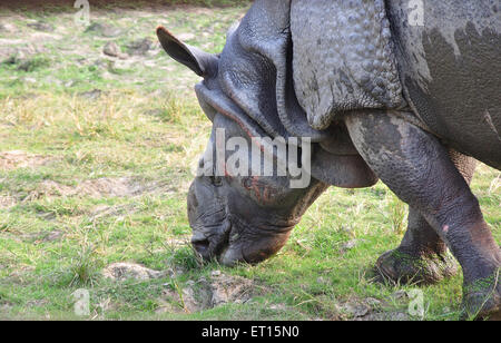 Nashorn Rhinoceros Unicornis; Westbengalen; Indien Stockfoto