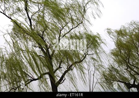 Trauerweide, Salix babylonica, Babylonica Weide, Pflanze, Baum, Sommerpalast, Xinjiangongmen Road, Haidian District, Peking, China, Chinesisch Stockfoto