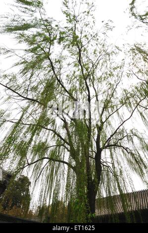 Trauerweide, Salix babylonica, Babylonica Weide, Pflanze, Baum, Sommerpalast, Xinjiangongmen Road, Haidian District, Peking, China, Chinesisch Stockfoto