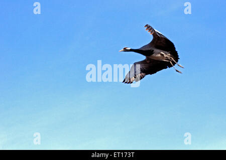 Demoiselle Kran fliegen; Kheechan; Phalodi; Rajasthan; Indien Stockfoto