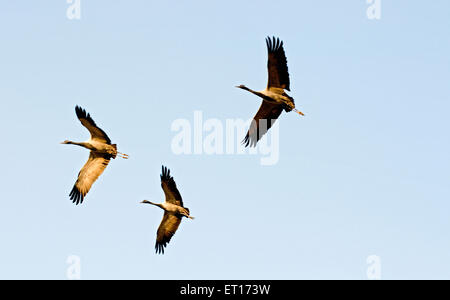 Demoiselle Kraniche fliegen; Kheechan; Phalodi; Rajasthan; Indien Stockfoto