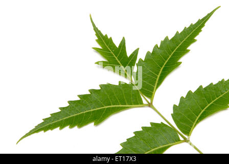 Azadirachta indica, neem, Nimtree, Indische Flieder, Margosa, nim, grüne Pflanze, Blätter auf weißem Hintergrund Stockfoto