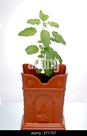 Heiliges Basilikum Tulsi Pflanze Ocimum Sanctum Pflanze in irdenen Vrindavan auf weißem Hintergrund Stockfoto