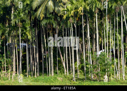 Areca catechu, Areka-Nussbaum, Betelnussbäume, Rote Haut Insel, Port Blair, Andaman- und Nicobarinseln, Unionsgebiet, UT, Indien, Asien Stockfoto