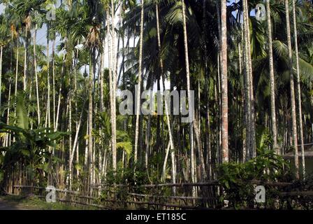 Areca catechu, Areka-Nussbaum, Betelnussbäume, Rote Haut Insel, Port Blair, Andaman- und Nicobarinseln, Unionsgebiet, UT, Indien, Asien Stockfoto