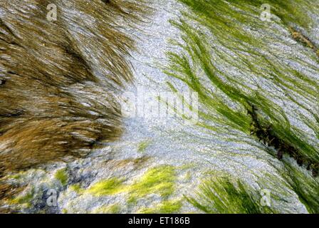 Green Moos, Radhanagar Beach, Port Blair, Andaman und Nicobar Islands, Unionsgebiet Indien, UT, Indien, Asien Stockfoto