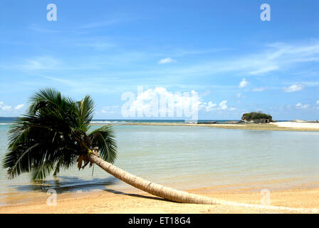 Palme am Radhanagar Strand Havelock Inseln Golf von Bengalen Andaman und Nicobar Inseln Indien Stockfoto