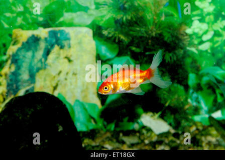 Goldfisch, Carassius auratus, im Aquarium Stockfoto