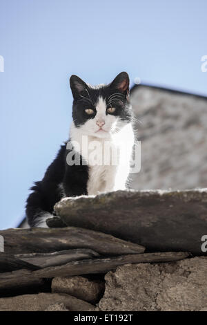 Weiße und schwarze Katze auf dem Dach Stockfoto