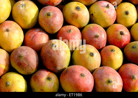 Mango-Frucht Stockfoto