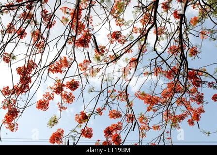 Gulmarg oder Gul Mohur Delonix Regia Baum gegen blauen Himmel Stockfoto