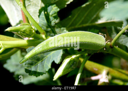 Okra, Okro, Damenfinger, Bhindi, grünes Gemüse, Amreli, Gujarat, Indien Stockfoto