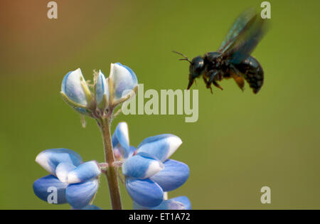 Honigbiene sammelt Nektar aus blaue Blume Kolkata Indien Asien Stockfoto
