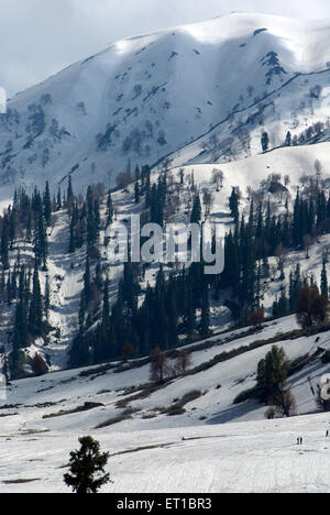 Chinarbäume, Schneeberge, Gulmarg, Jammu und Kashmir, Gewerkschaftsgebiet, UT, Indien, Asien Stockfoto