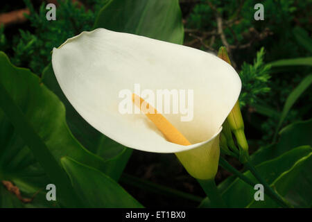 calla Lily, Arum Lily, Zantedeschia aethiopica, Stockfoto