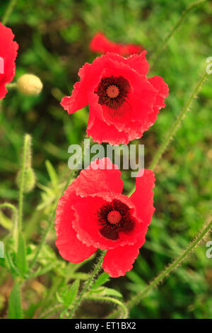 Linum grandiflorum, blühender Flachs, roter Flachs, scharlachroter Flachs, karmesinroter Flachs, Rote Blume Stockfoto