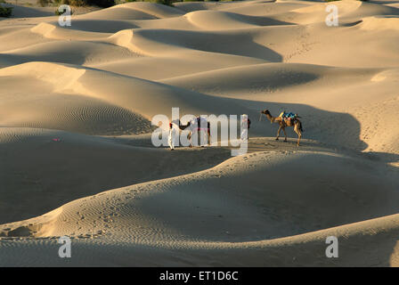 Kamele mit Männern in Wüste Sam Sanddünen; Jaisalmer; Rajasthan; Indien Stockfoto