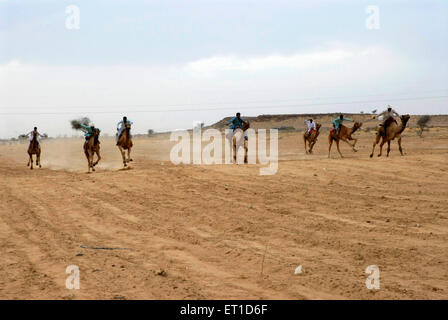 Kamele Rennen im Dendasar Stadion in Wüste Festival; Jaisalmer; Rajasthan; Indien 2009 Stockfoto