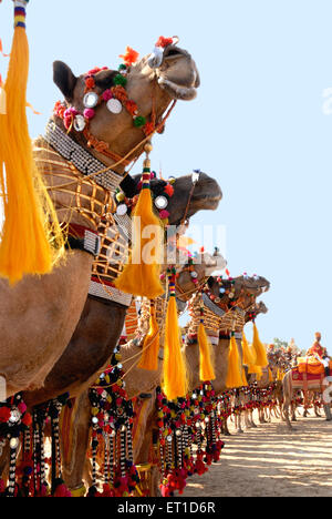 Kamelmarsch; Dekansar Stadium; Desert Festival; Jaisalmer; Rajasthan; Indien; Asien; Asiatisch; Indisch Stockfoto