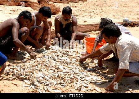 Fischer, die Fische sortieren; Kunkeshwar Beach; Devgad; Konkan; Sindhudurg; Maharashtra; Indien; Asien; Asiatisch; Indisch Stockfoto