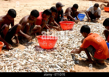 Fischer, die Fische sortieren; Kunkeshwar Beach; Devgad; Konkan; Sindhudurg; Maharashtra; Indien; Asien; Asiatisch; Indisch Stockfoto