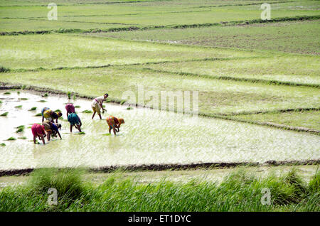 Beschäftigte im Reisfeld in Kalkutta in West Bengal Indien Asien Stockfoto