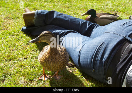 Eine männliche und eine weibliche Stockente Zusammensein mit einer Frau im Gras in einem park Stockfoto