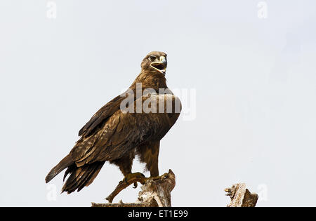 Steppenadler in Bikaner in Rajasthan Indien Stockfoto