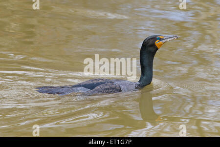 Lustige Kormoran Nahaufnahme Stockfoto