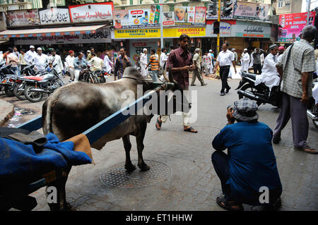 Raghu Rai-Fotograf, der auf der Straße fotografiert, Bombay, Mumbai, Maharashtra, Indien, Asien Stockfoto