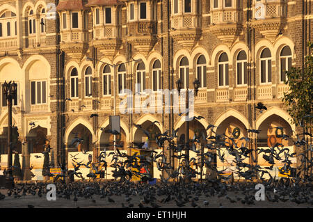 Tauben vor dem Taj Mahal Palast Hotel; Bombay Mumbai; Maharashtra; Indien Stockfoto