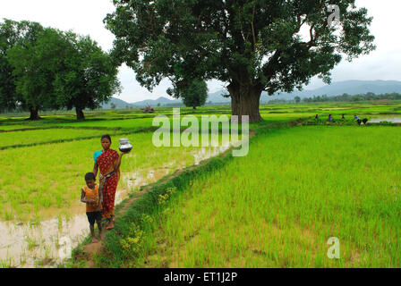 Ho Stämme Mutter und Kind zu Fuß durch Reisfeld; Chakradharpur; Jharkhand; Indien nicht Herr Stockfoto