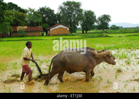Ho Stämme Männer mit Büffel im Reisfeld; Chakradharpur; Jharkhand; Indien nicht Herr Stockfoto